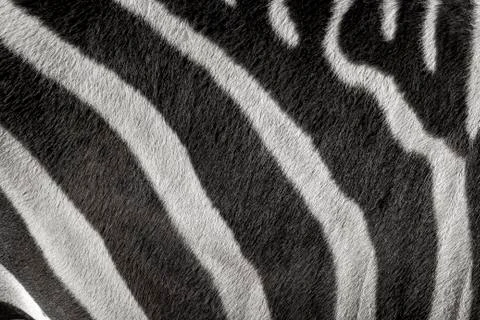 Zebra pattern with black and white Stock Photos
