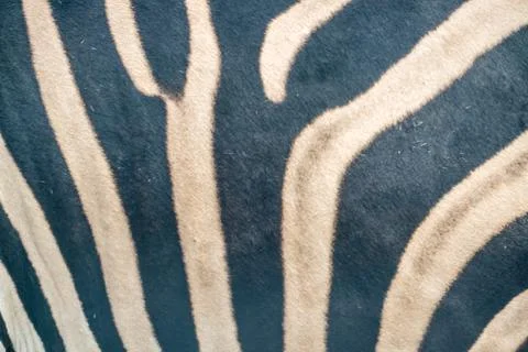 Zebra pattern, black and white Stock Photos