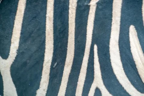 Zebra pattern, black and white Stock Photos