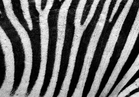 Zebra pattern, black and white stripe background Fotos Stock