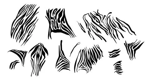 Zebra pattern black white. Monochrome texture of animal skins bands from savanna Stock Illustration
