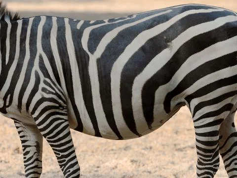 Zebra pattern body stripes texture 스톡 사진