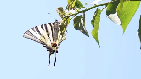 A zebra pattern butterfly sits on a branch with foliage against a blue sky .. Stock Footage 311924045