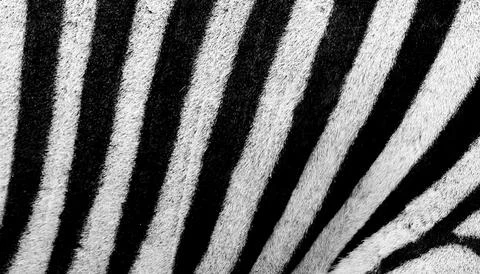 Zebra pattern computer wallpaper, high definition background Fotos Stock