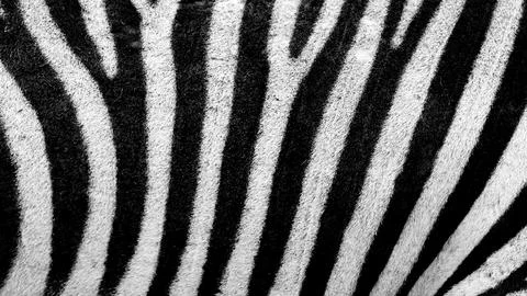 Zebra pattern desktop wallpaper, high definition background Fotos Stock