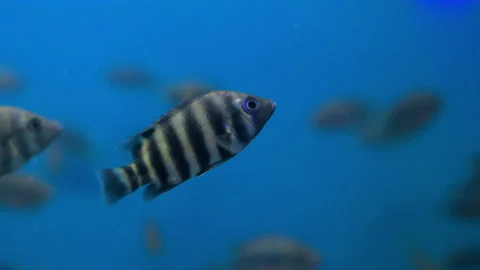 Zebra Pattern Fish in an Aquarium Stock Footage 311059111