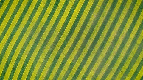 Zebra Pattern Of Green And Yellow Stripes Of Bloom Rape In Agricultural Field Stock Footage 112307044