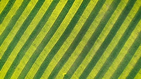Zebra Pattern Green And Yellow Parallel Lines Of Canola Bloom In Farmland Field Stock Footage 112414820