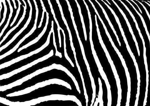 Zebra pattern large Black and white zebra pattern background with simple d... Stock Photos