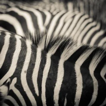 Zebra pattern Foto stock
