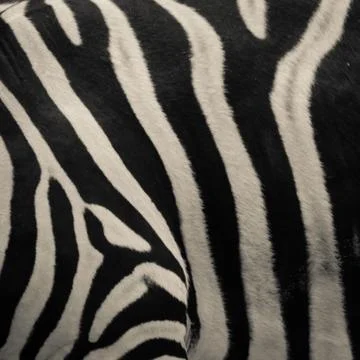 Zebra pattern Stock Photos