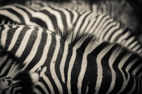 Zebra pattern Stock Photos