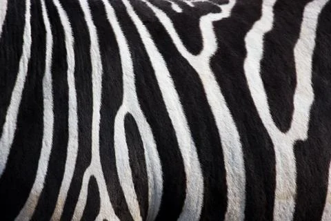 Zebra pattern Stock Photos