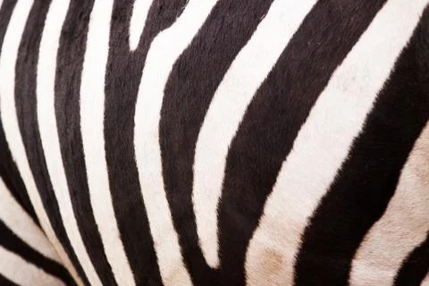 Zebra pattern Stock Photos