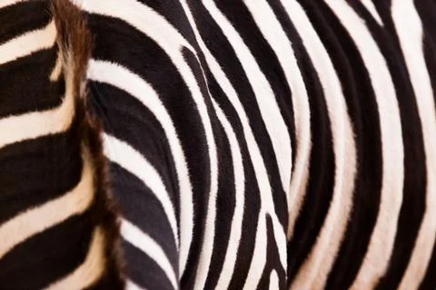 Zebra pattern Stock Photos