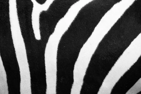 Zebra pattern Stock Photos