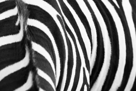 Zebra pattern Stock Photos