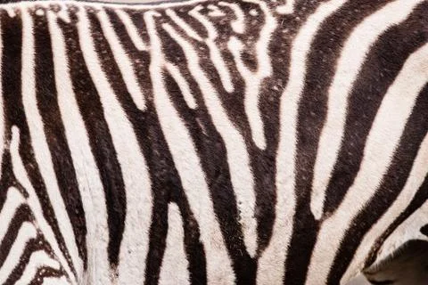 Zebra pattern Stock Photos