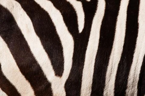 Zebra pattern Stock Photos