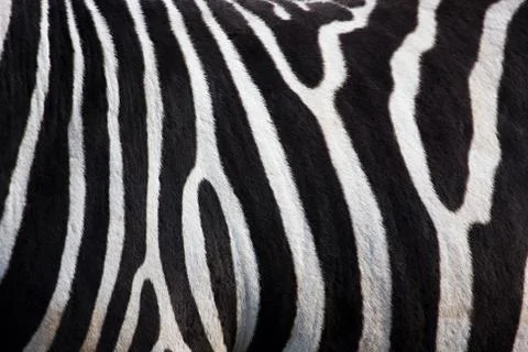 Zebra pattern Stock Photos