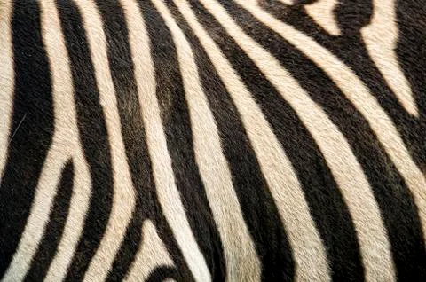 Zebra pattern 스톡 사진