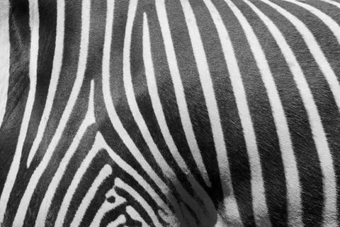 Zebra pattern Stock Photos