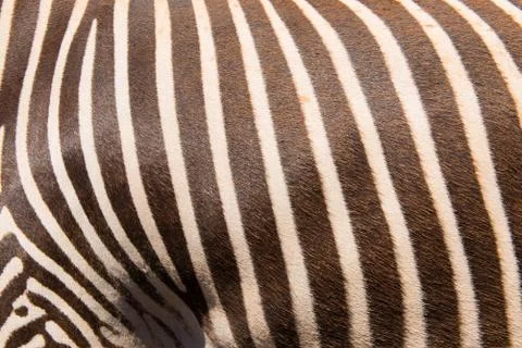 Zebra pattern Stock Photos