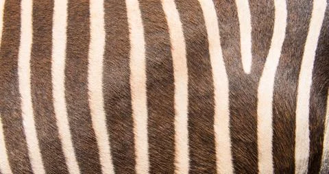 Zebra pattern Stock Photos