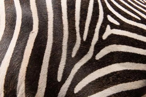 Zebra pattern Stock Photos