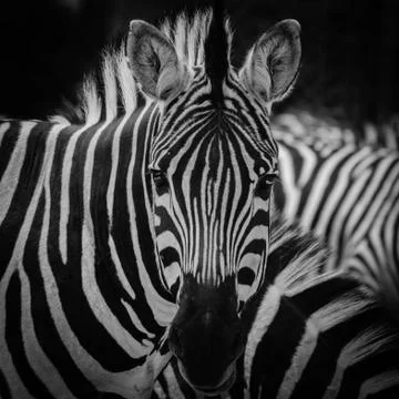 Zebra pattern  portrait Foto stock