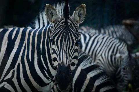 Zebra pattern  portrait Stock Photos