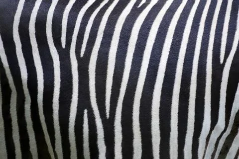 Zebra pattern, real texture, animal close up background Fotos Stock