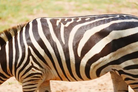 Zebra pattern real - zebra african plains graze grass field in the National P Stock Photos