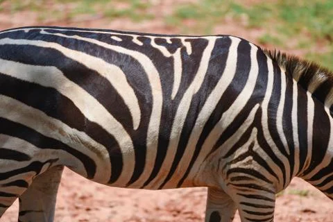 Zebra pattern real zebra african plains graze grass field in the National Par Stock Photos