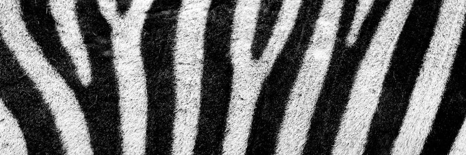 Zebra pattern, twitter header background, social media design Fotos Stock