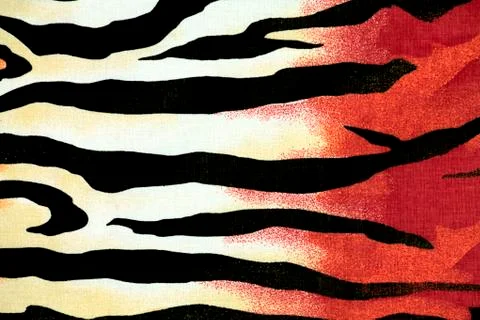 Zebra pattern wild  animal Stock Photos