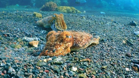 Zebra-Patterned Cuttlefish with beautiful landscape Stock Footage 340057889