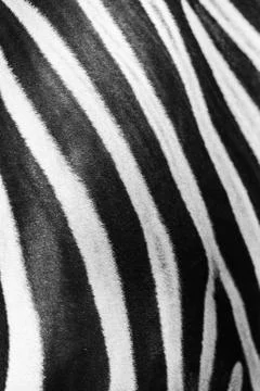 Zebra patterns Stock Photos