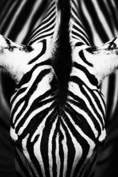 Zebra patterns Foto stock