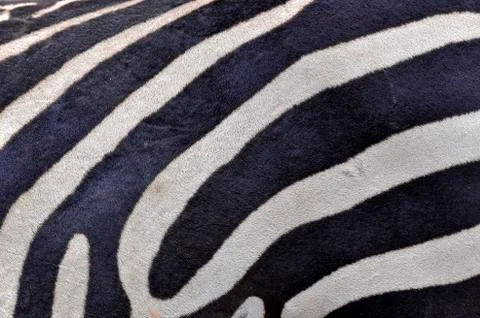 Zebra patterns Stock Photos