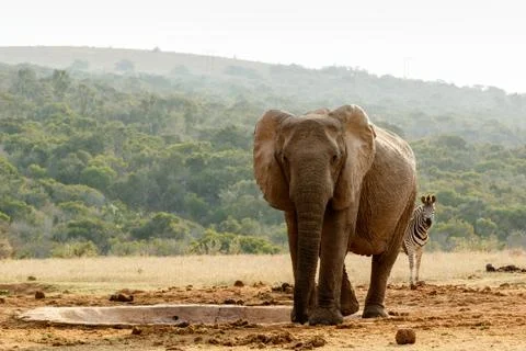 Zebra peeping behind the Elephant Stock Photos