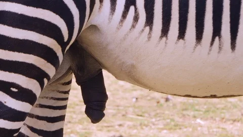 Zebra penis. Stock Footage 110998845