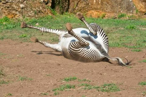 Zebra Stock Photos