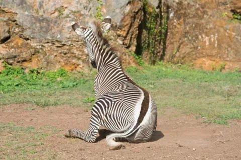 Zebra Stock Photos