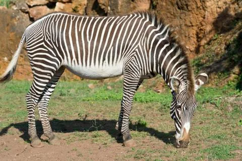 Zebra Stock Photos