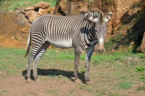 Zebra Stock Photos