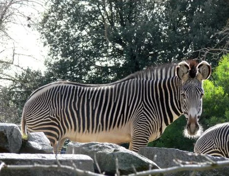Zebra Stock Photos