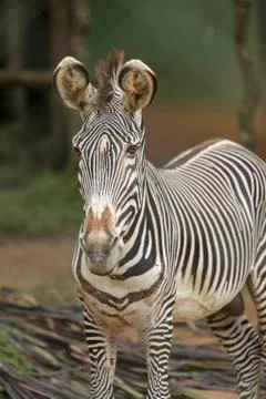 Zebra Stock Photos