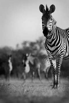 Zebra Stock Photos