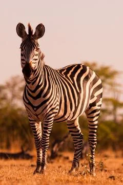 Zebra Stock Photos